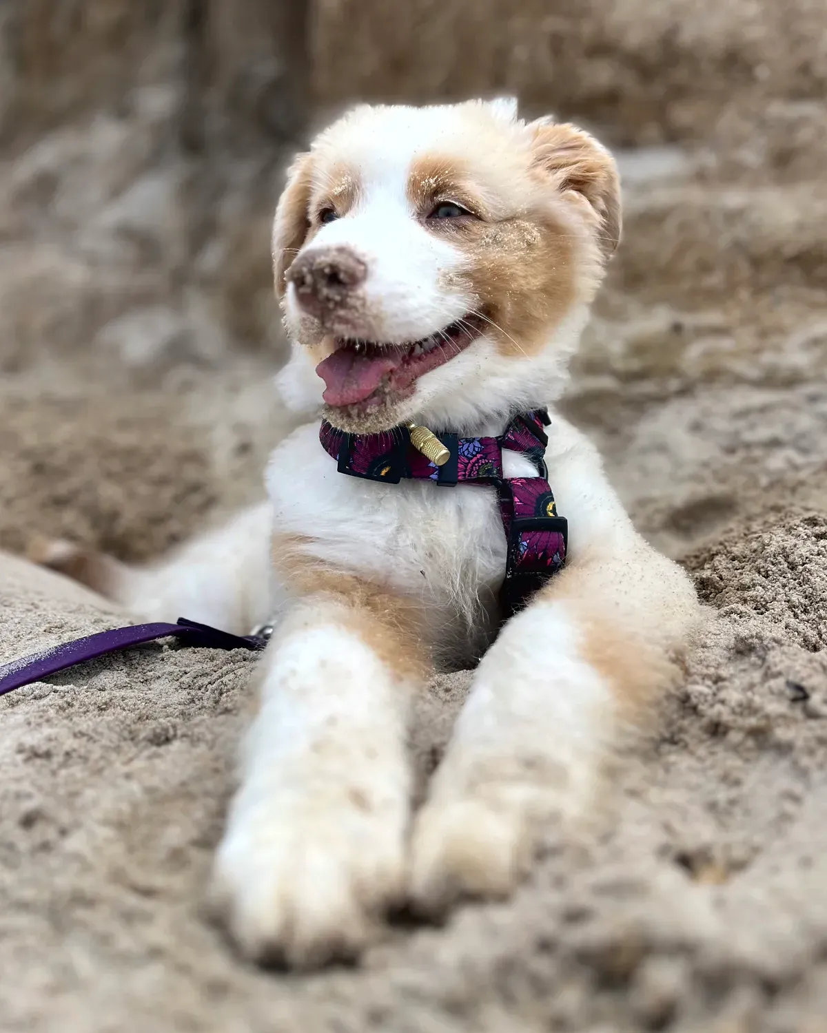 Zoya — Australian Shepherd z profilem w bazie TropMe